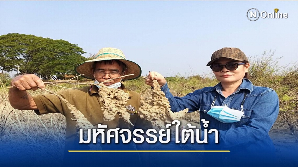 หาดูยาก! "รังไข่กุ้งฝอย"โผล่ตอนแล้ง หาดูยาก! "รังไข่กุ้งฝอย"โผล่ตอนแล้ง