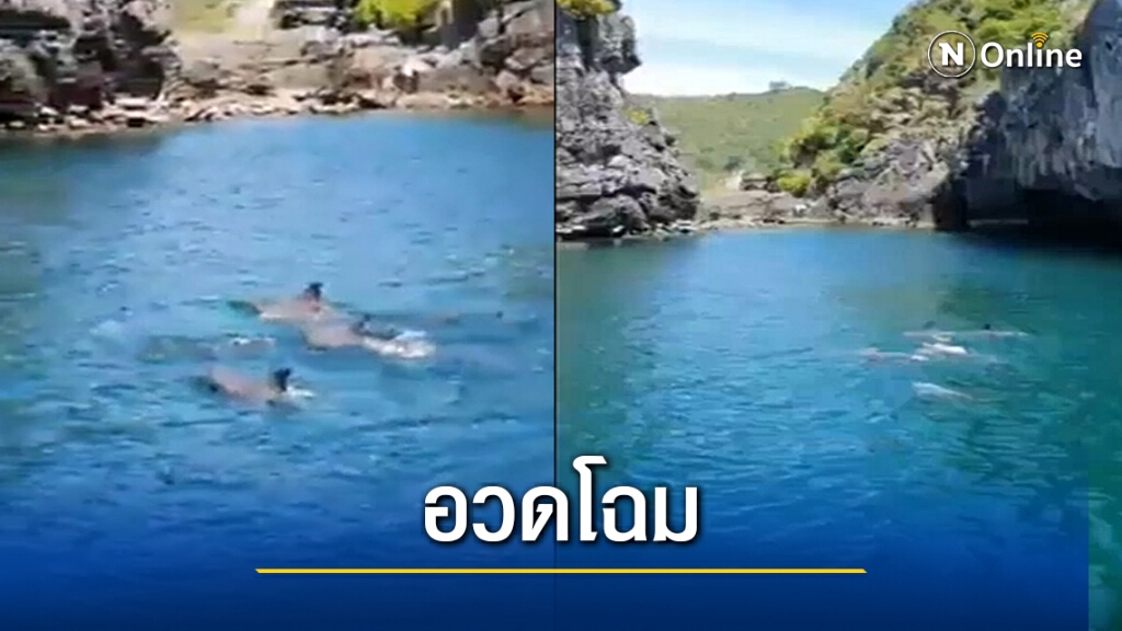 ฝูงโลมาโผล่อวดโฉมอ่าวนุ้ย เกาะพีพี