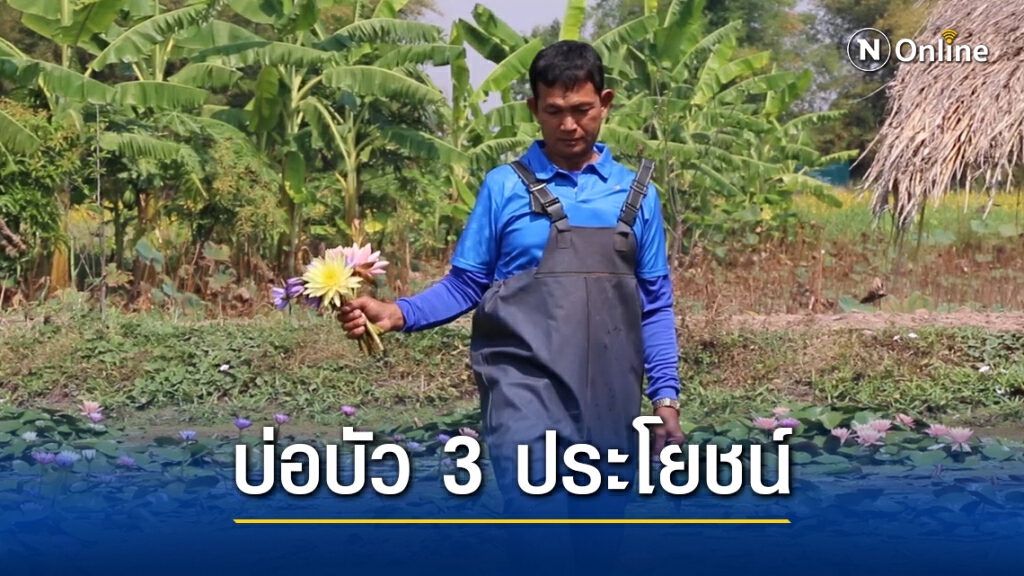 เกษตรกรเจ้าของนาบัวปรับขายออนไลน์สู้โควิด เกษตรกรเจ้าของนาบัวปรับขายออนไลน์สู้โควิด