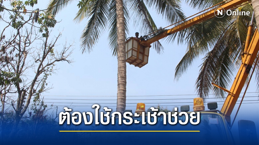 หนุ่มโคราช รับจ้างตัดกิ่งมะพร้าว โชคร้ายไหล่หลุดลงไม่ได้ หนุ่มโคราช รับจ้างตัดกิ่งมะพร้าว โชคร้ายไหล่หลุดลงไม่ได้