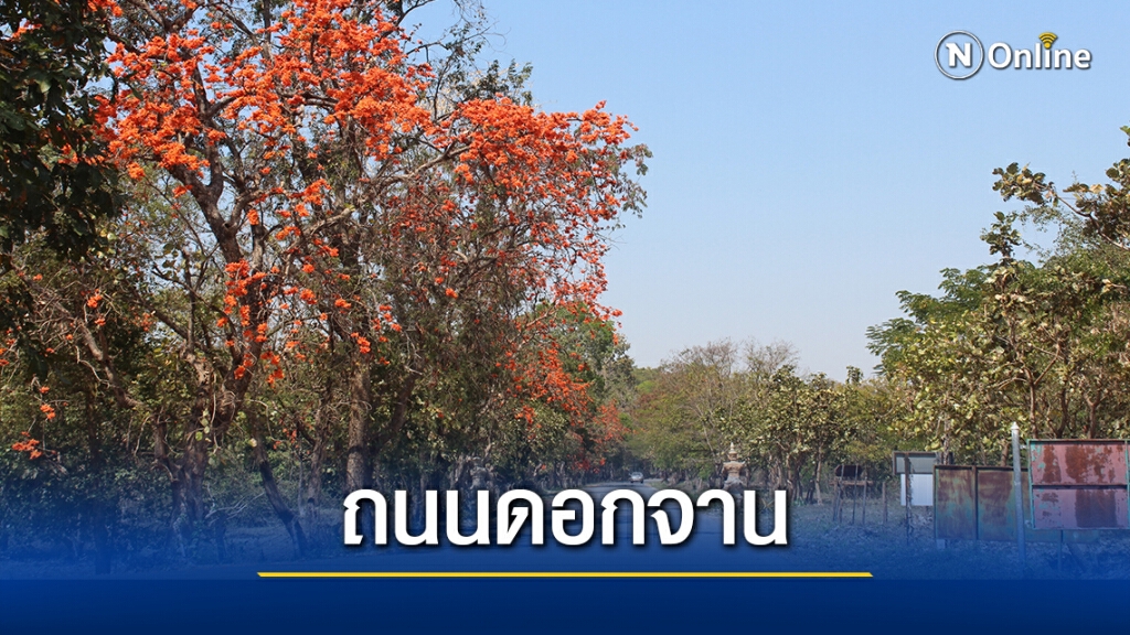 ชมถนนดอกจานบานสะพรั่ง เก็บตะวันที่เขื่อนมูลบนโคราช
