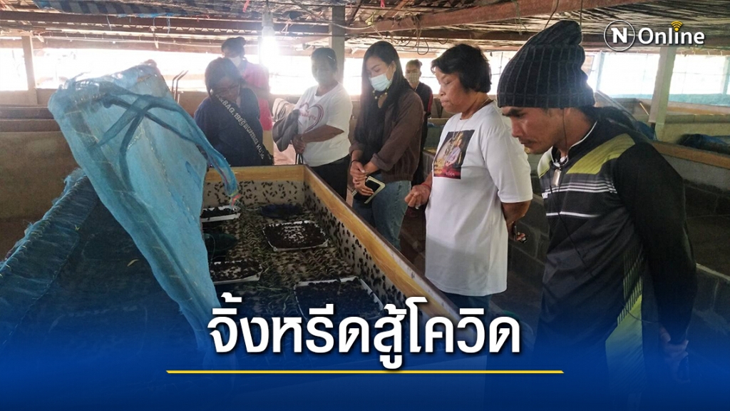 ใช้พื้นที่หลังบ้านเลี้ยงจิ้งหรีดขายสู้โควิดได้1-2หมื่นต่อเดือน