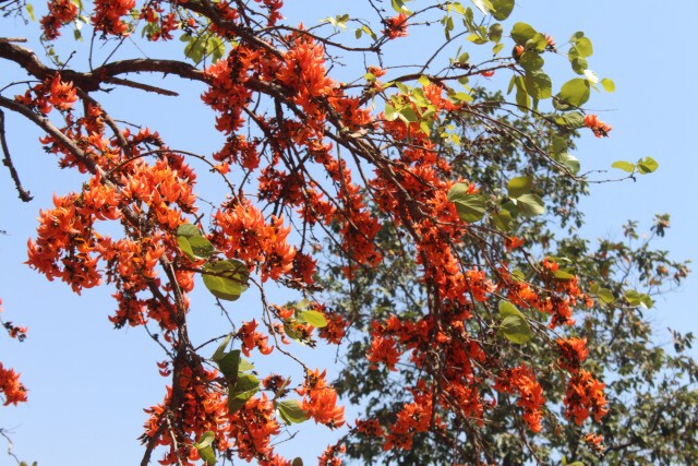 ชมถนนดอกจานบานสะพรั่ง เก็บตะวันที่เขื่อนมูลบนโคราช