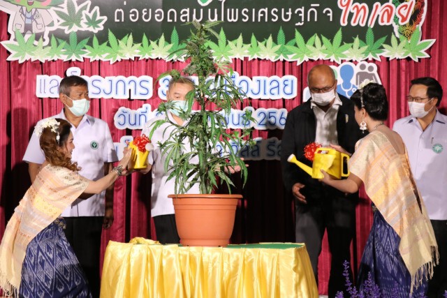 จัดมหกรรมกัญชาต่อยอดสมุนไพรเพื่อเศรษฐกิจไทเลย