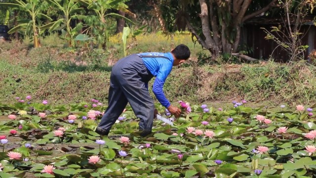 เกษตรกรเจ้าของนาบัวปรับขายออนไลน์สู้โควิด