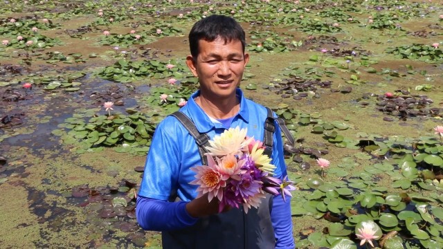 เกษตรกรเจ้าของนาบัวปรับขายออนไลน์สู้โควิด