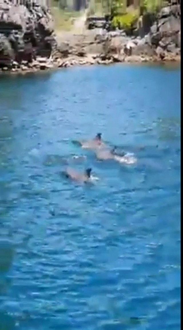 ฝูงโลมาโผล่อวดโฉมอ่าวนุ้ย เกาะพีพี