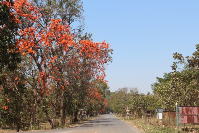 ชมถนนดอกจานบานสะพรั่ง เก็บตะวันที่เขื่อนมูลบนโคราช