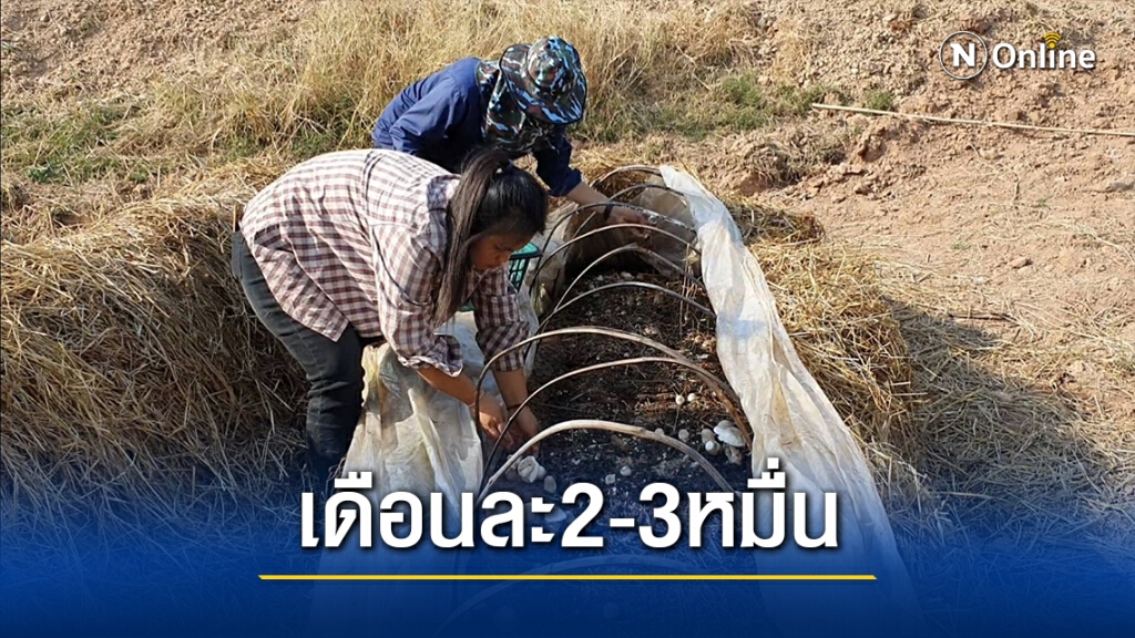 สาวตกงานจากพิษโควิด ยึดอาชีพเพาะเห็ดฟางขายรายได้งาม