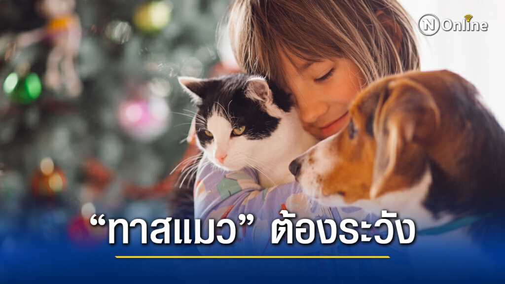 แพทย์ผิวหนังเตือนทาสแมวพึงระวัง แมวอาจนำโรคมาสู่คนได้
