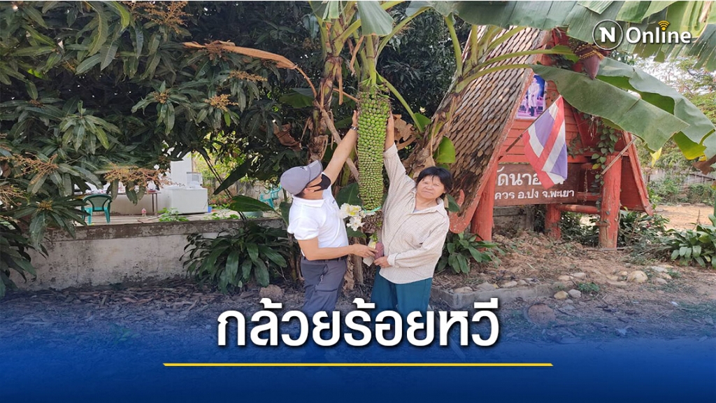 ชาวบ้านตื่นตาเครือกล้วยร้อยหวีสูงกว่า 2เมตร
