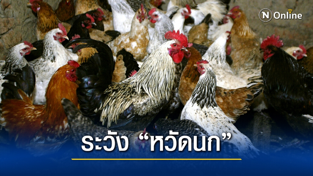 เตือน ปชช. ระวังโรคสัตว์ปีก หลัง "ไข้หวัดนก" ระบาดในประเทศเพื่อนบ้าน เตือน ปชช. ระวังโรคสัตว์ปีก หลัง "ไข้หวัดนก" ระบาดในประเทศเพื่อนบ้าน