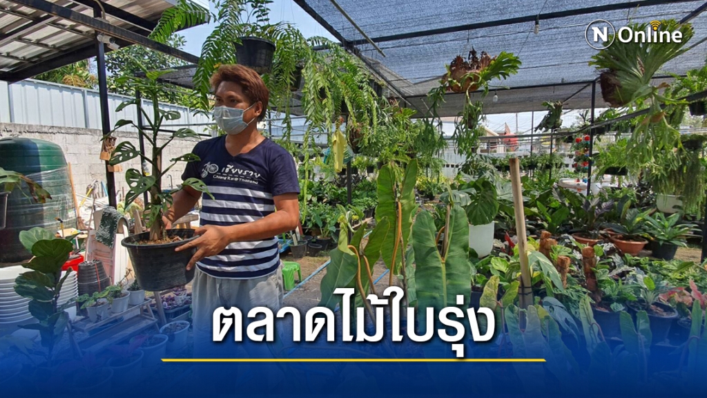 ตลาดไม้ใบไปได้อีกตลาดทั้งในและต่างประเทศคึกคัก