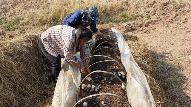 สาวตกงานจากพิษโควิด ยึดอาชีพเพาะเห็ดฟางขายรายได้งาม