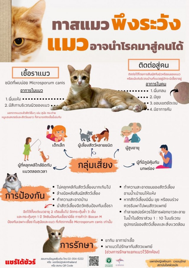 แพทย์ผิวหนังเตือนทาสแมวพึงระวัง แมวอาจนำโรคมาสู่คนได้