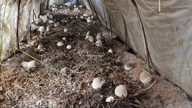 สาวตกงานจากพิษโควิด ยึดอาชีพเพาะเห็ดฟางขายรายได้งาม