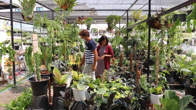 ตลาดไม้ใบไปได้อีกตลาดทั้งในและต่างประเทศคึกคัก