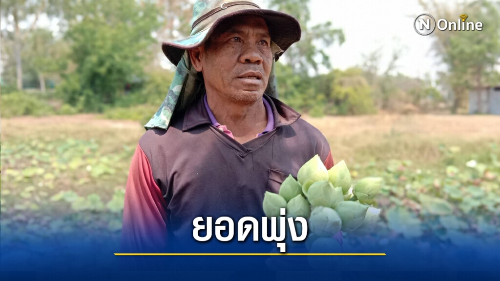 เร่งเก็บดอกบัวใกล้วันมาฆบูชา ยอดสั่งเพิ่มกว่าเท่าตัว เร่งเก็บดอกบัวใกล้วันมาฆบูชา ยอดสั่งเพิ่มกว่าเท่าตัว