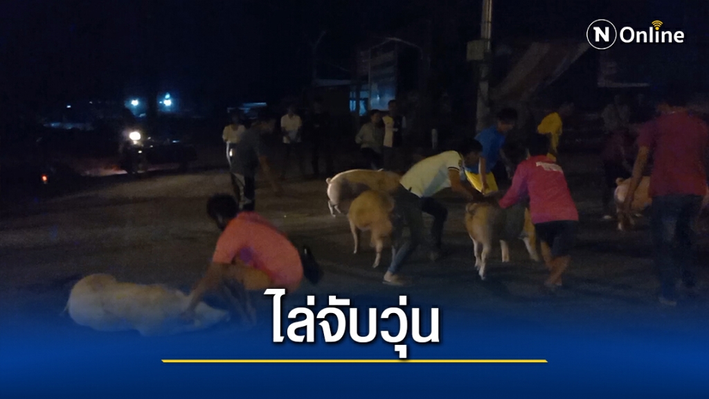 รถสิบล้อบรรทุกหมูชนกระบะ หมู130ตัวเทกระจาดเต็มถนน