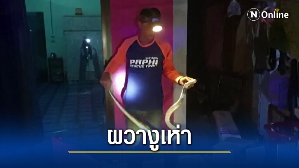 สาวผวาเจองูเห่ายาว 4 เมตรขดตัวอยู่ในห้องเก็บของ สาวผวาเจองูเห่ายาว 4 เมตรขดตัวอยู่ในห้องเก็บของ