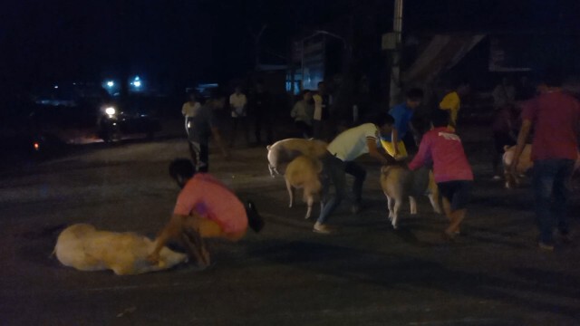 รถสิบล้อบรรทุกหมูชนกระบะ หมู130ตัวเทกระจาดเต็มถนน