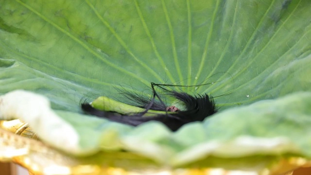 สัมผัสวิถีชีวิตรามัญ งานโกนจุกเด็กมอญ