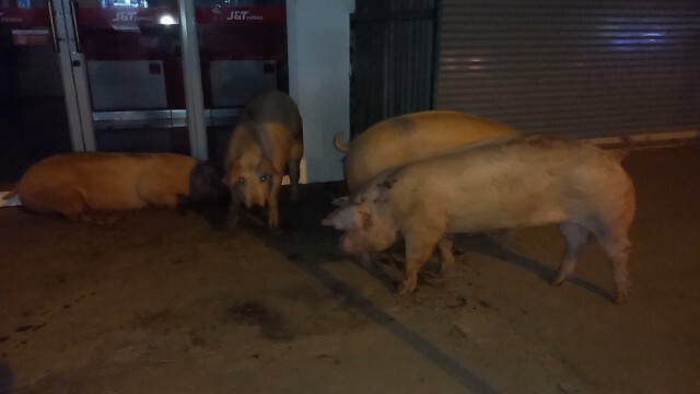รถสิบล้อบรรทุกหมูชนกระบะ หมู130ตัวเทกระจาดเต็มถนน