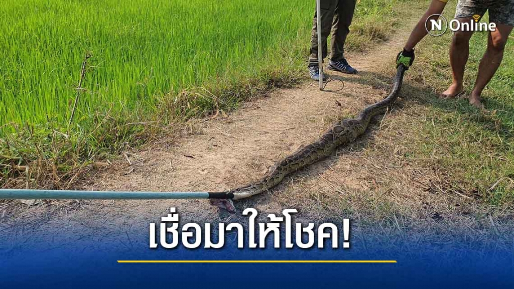 กู้ภัยจับ "งูเหลือม" ขนาดใหญ่แอบเขมือบเป็ดไก่ชาวบ้านที่เลี้ยงไว้ กู้ภัยจับ "งูเหลือม" ขนาดใหญ่แอบเขมือบเป็ดไก่ชาวบ้านที่เลี้ยงไว้