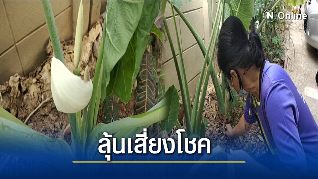 ชาวบ้านแห่ดูดอกคูนเชื่อให้โชคลาภ ชาวบ้านแห่ดูดอกคูนเชื่อให้โชคลาภ