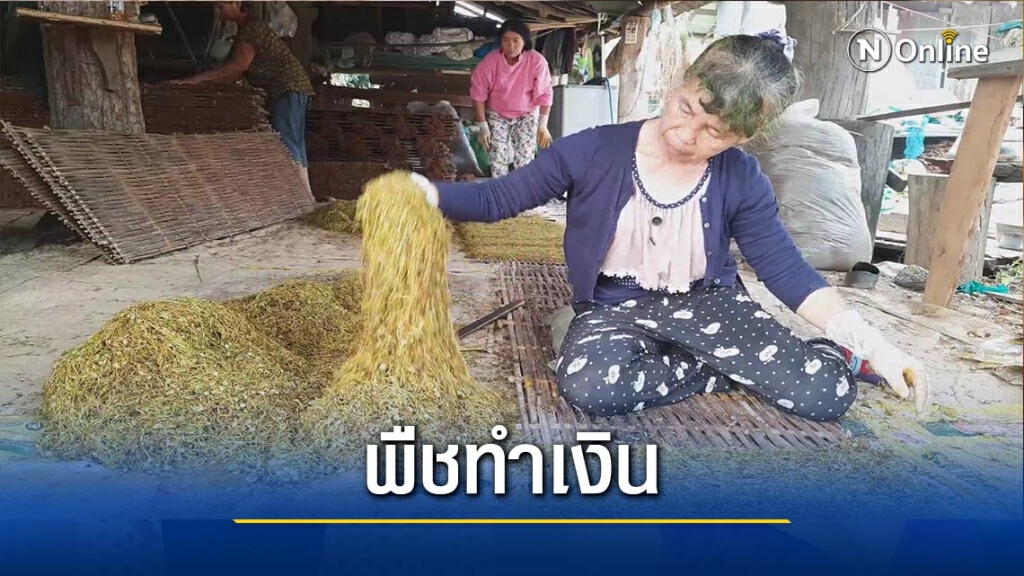 "ยาสูบ"พืชทำเงิน-สร้างรายได้อย่างงาม "ยาสูบ"พืชทำเงิน-สร้างรายได้อย่างงาม