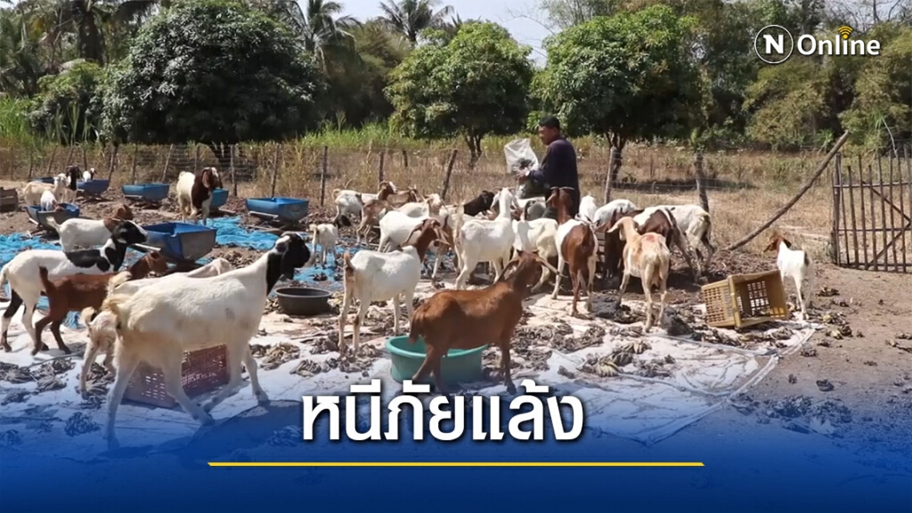 เกษตรกรทิ้งอาชีพทำนาหันมาเลี้ยงแพะ เกษตรกรทิ้งอาชีพทำนาหันมาเลี้ยงแพะ