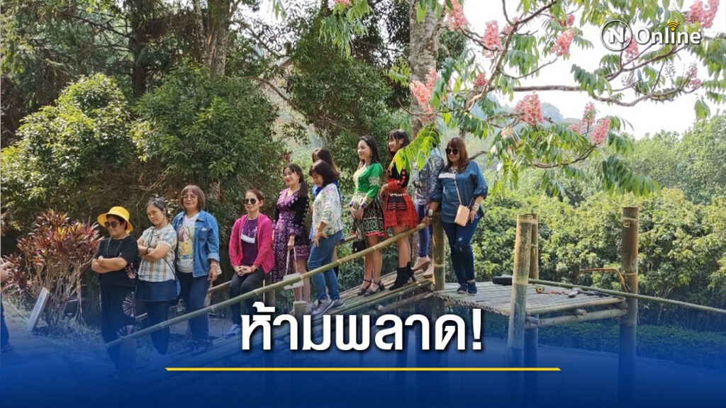แห่เซลฟี่ "ดอกชมพูภูคา"บานสะพรั่ง แห่เซลฟี่ "ดอกชมพูภูคา"บานสะพรั่ง