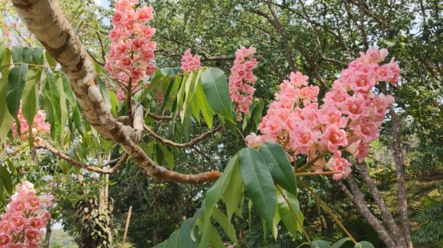 แห่เซลฟี่ "ดอกชมพูภูคา"บานสะพรั่ง
