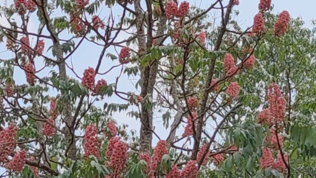 แห่เซลฟี่ "ดอกชมพูภูคา"บานสะพรั่ง