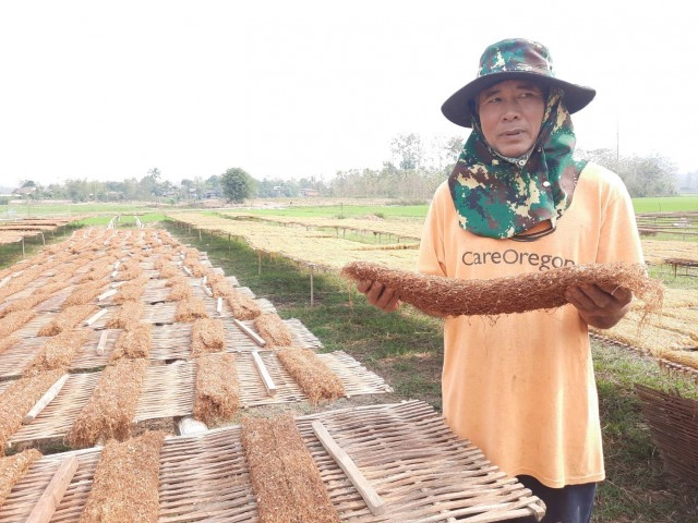 "ยาสูบ"พืชทำเงิน-สร้างรายได้อย่างงาม