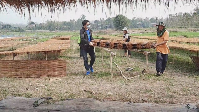 "ยาสูบ"พืชทำเงิน-สร้างรายได้อย่างงาม