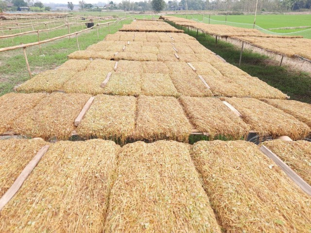 "ยาสูบ"พืชทำเงิน-สร้างรายได้อย่างงาม