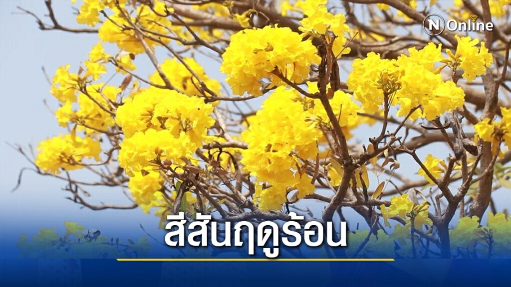 "เหลืองปรีดียาธร-เฟื่องฟ้า"บานรับหน้าร้อน "เหลืองปรีดียาธร-เฟื่องฟ้า"บานรับหน้าร้อน