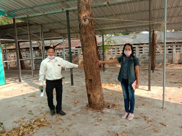 ทวงคืนต้นไม้นายทุนตัดในที่ราชพัสดุ