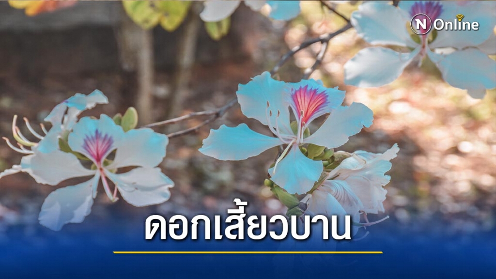 พร้อมต้อนรับแอ่ว"เทศกาลดอกเสี้ยวบาน" พร้อมต้อนรับแอ่ว"เทศกาลดอกเสี้ยวบาน"