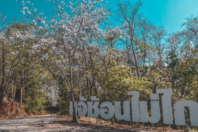 พร้อมต้อนรับแอ่ว"เทศกาลดอกเสี้ยวบาน"