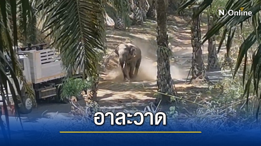 ช้างแทงควาญเจ็บสาหัส