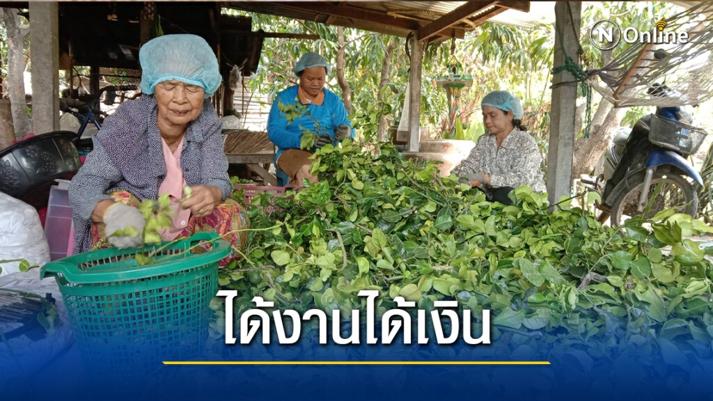 อาชีพสุดว้าว ผู้สูงอายุรับจ้างเด็ดใบมะกรูดส่งพ่อค้าช่วงโควิดระบาด อาชีพสุดว้าว ผู้สูงอายุรับจ้างเด็ดใบมะกรูดส่งพ่อค้าช่วงโควิดระบาด