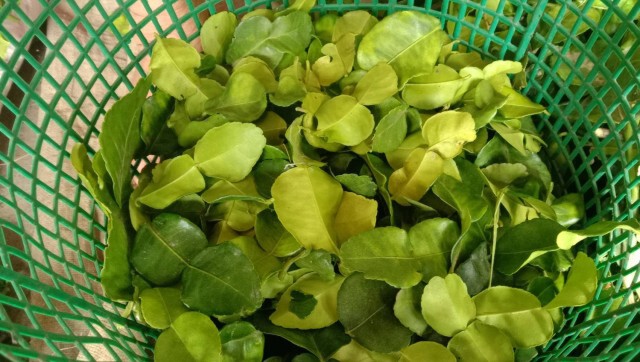 อาชีพสุดว้าว ผู้สูงอายุรับจ้างเด็ดใบมะกรูดส่งพ่อค้าช่วงโควิดระบาด