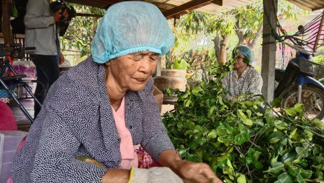 อาชีพสุดว้าว ผู้สูงอายุรับจ้างเด็ดใบมะกรูดส่งพ่อค้าช่วงโควิดระบาด