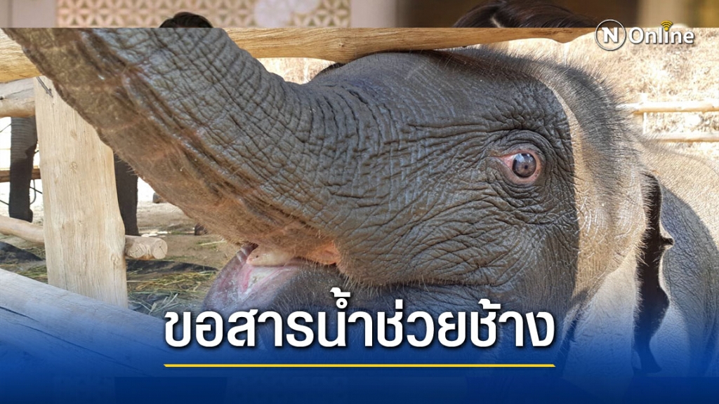 ระดมสารน้ำช่วยช้างอมก๋อยกินพาราคอต