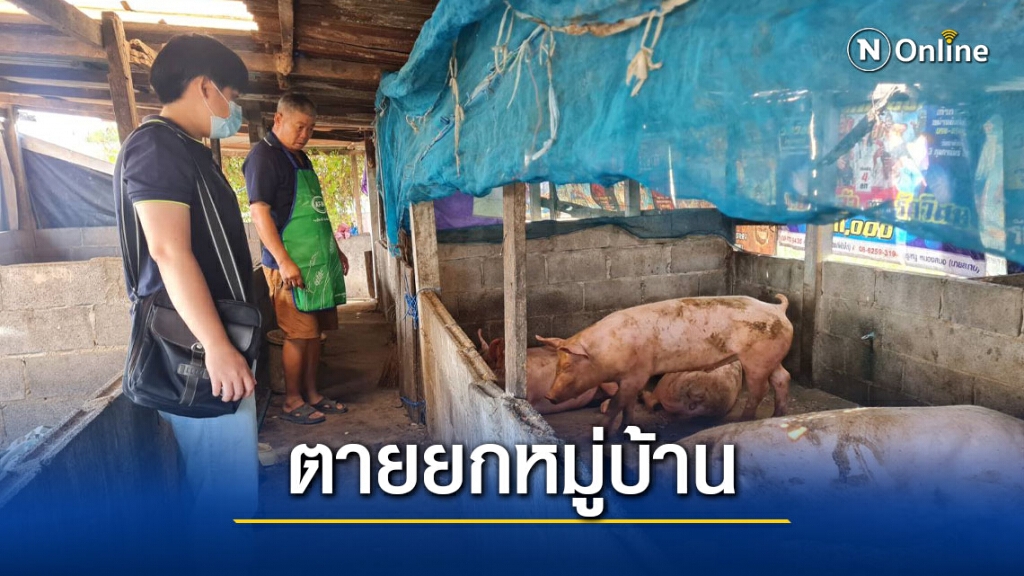 เกิดโรคระบาดหมูตายยกหมู่บ้าน เกิดโรคระบาดหมูตายยกหมู่บ้าน