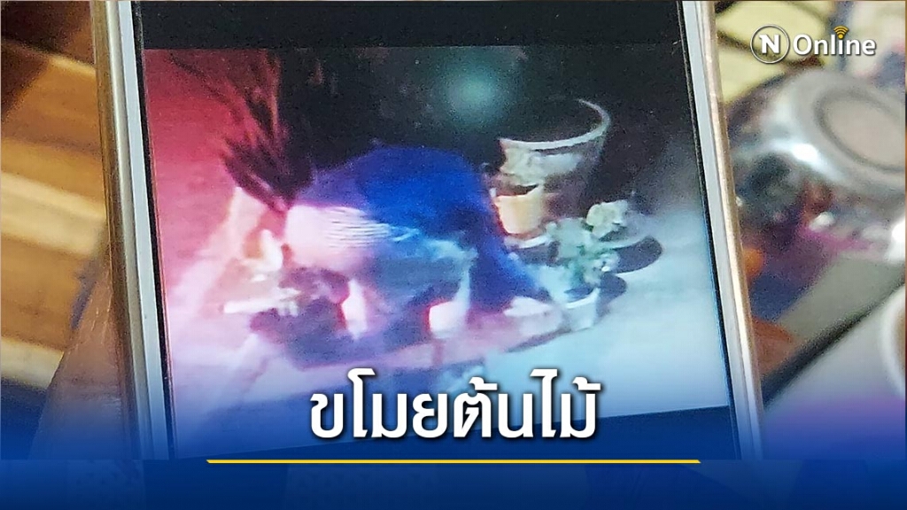 สุดงง!โจรขโมยต้นไม้5กระถาง สุดงง!โจรขโมยต้นไม้5กระถาง