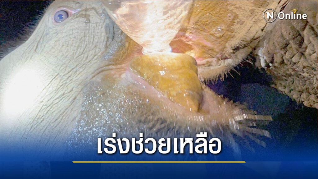 เร่งช่วยเหลือ"ช้างอมก๋อย"7เชือก กินยาฆ่าหญ้า