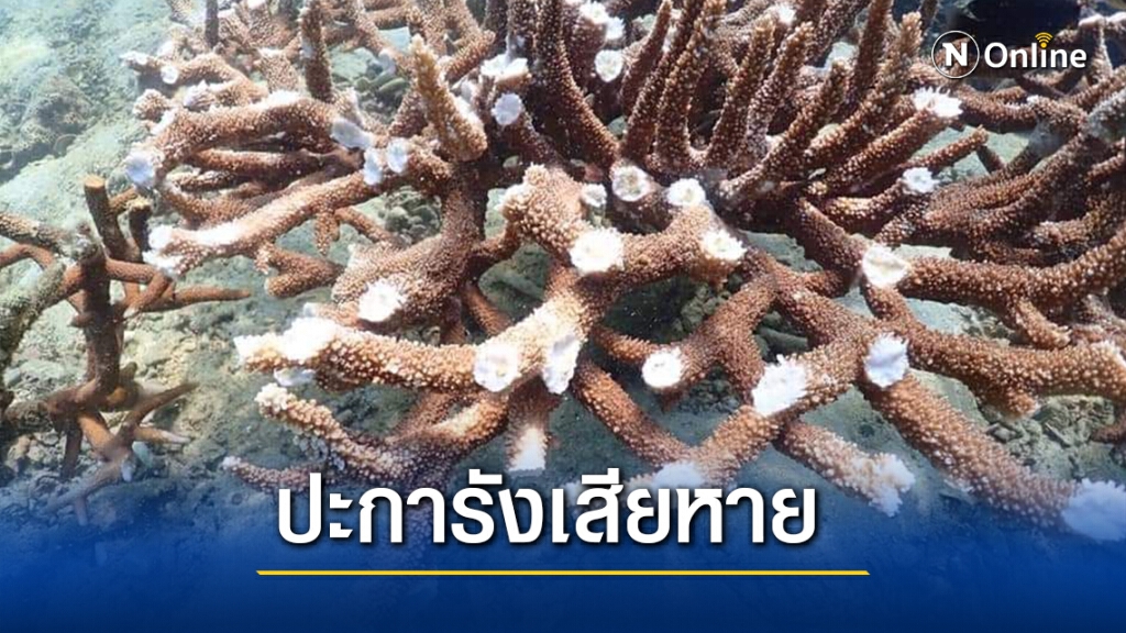 ทส.ตั้งทีมสอบสวนปะการัง เกาะทะลุ เสียหาย